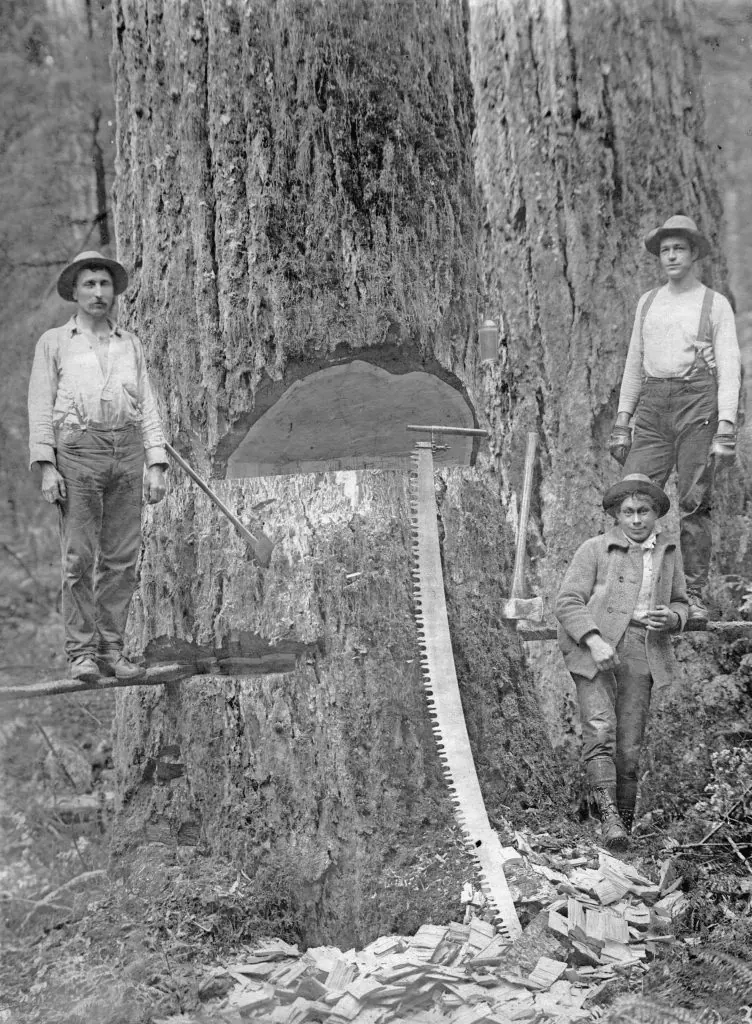 Men logging with axes and crosscut saw